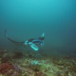 En manta svinger over et rev, med den ene vingen løftet og munnen åpen, i grønnblått vann ved Manta Bay på Nusa Penida