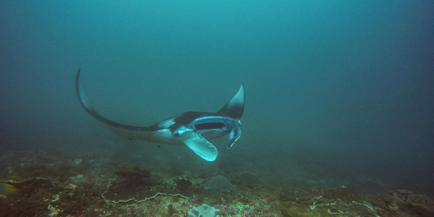 En manta svinger over et rev, med den ene vingen løftet og munnen åpen, i grønnblått vann ved Manta Bay på Nusa Penida