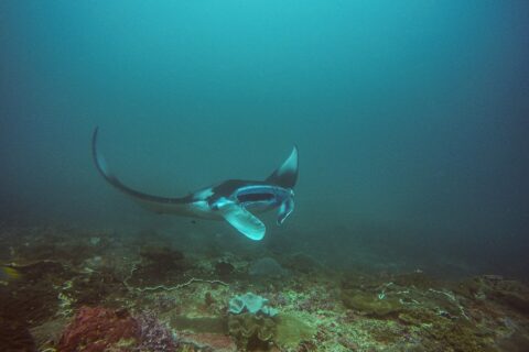 En manta svinger over et rev, med den ene vingen løftet og munnen åpen, i grønnblått vann ved Manta Bay på Nusa Penida