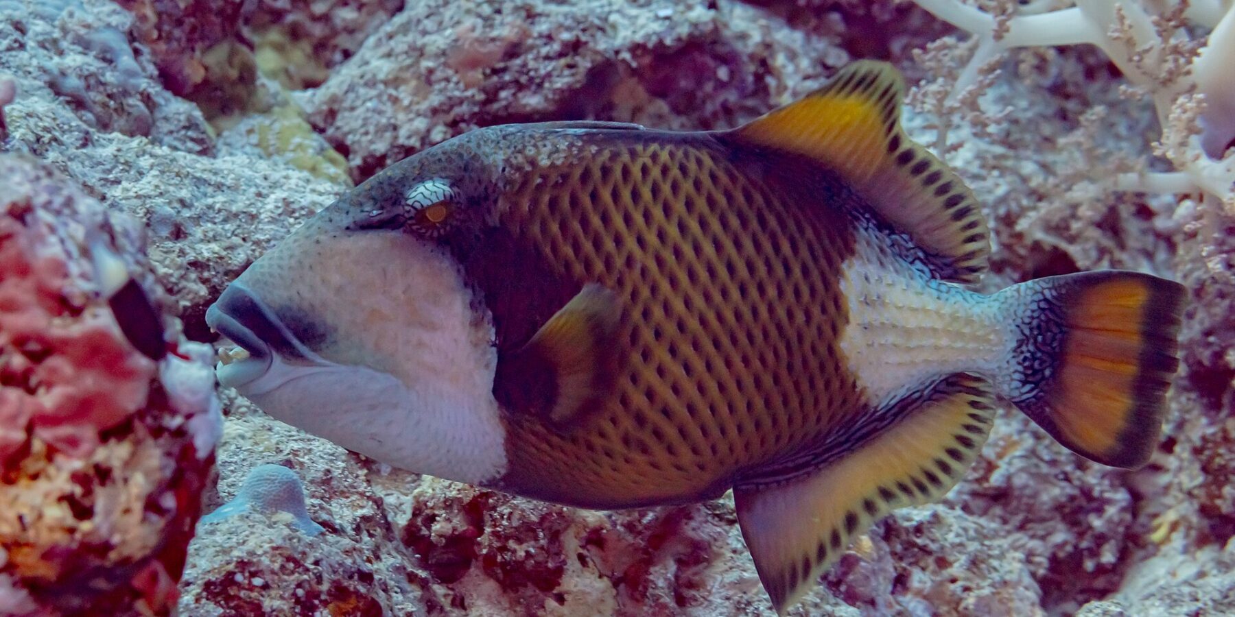 En titanavtrekkerfisk i profil over revet, med den mørke masken over øyet, den svarte barten over de synlige tennene, hvitt kinn og en gulbrun kropp rutet med svart