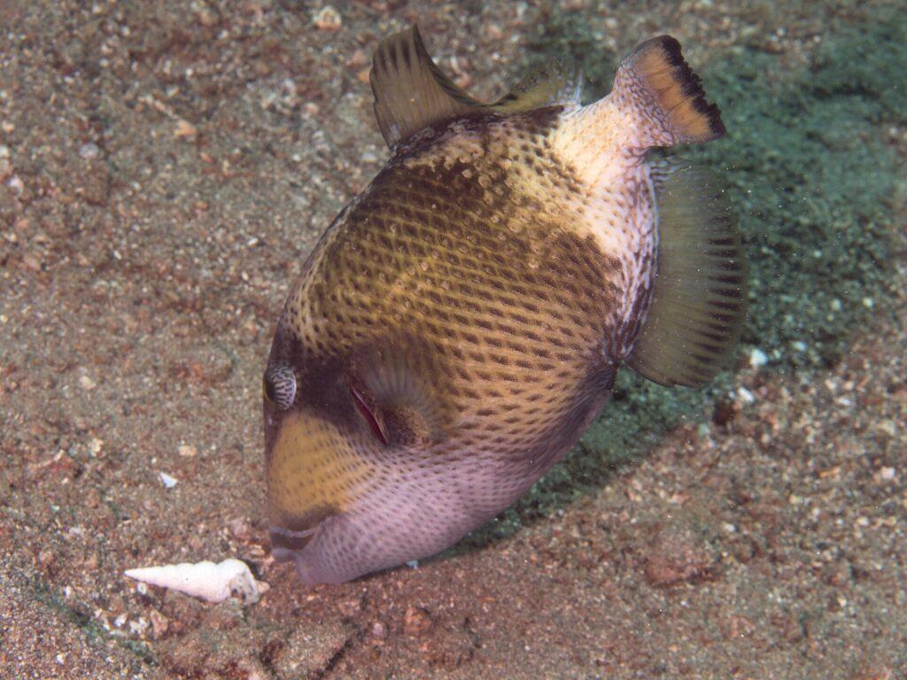 En ung titanavtrekkerfisk med snuten mot sanden ved et skjell, beige kropp med mørke flekker i nettmønster, brun maske over øyet og blekrosa kinn