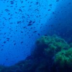 En sky av små mørke fisker virvler i blået over en steinpinnakkel kledd med grønne anemoner, som fyller høyre halvdel av bildet