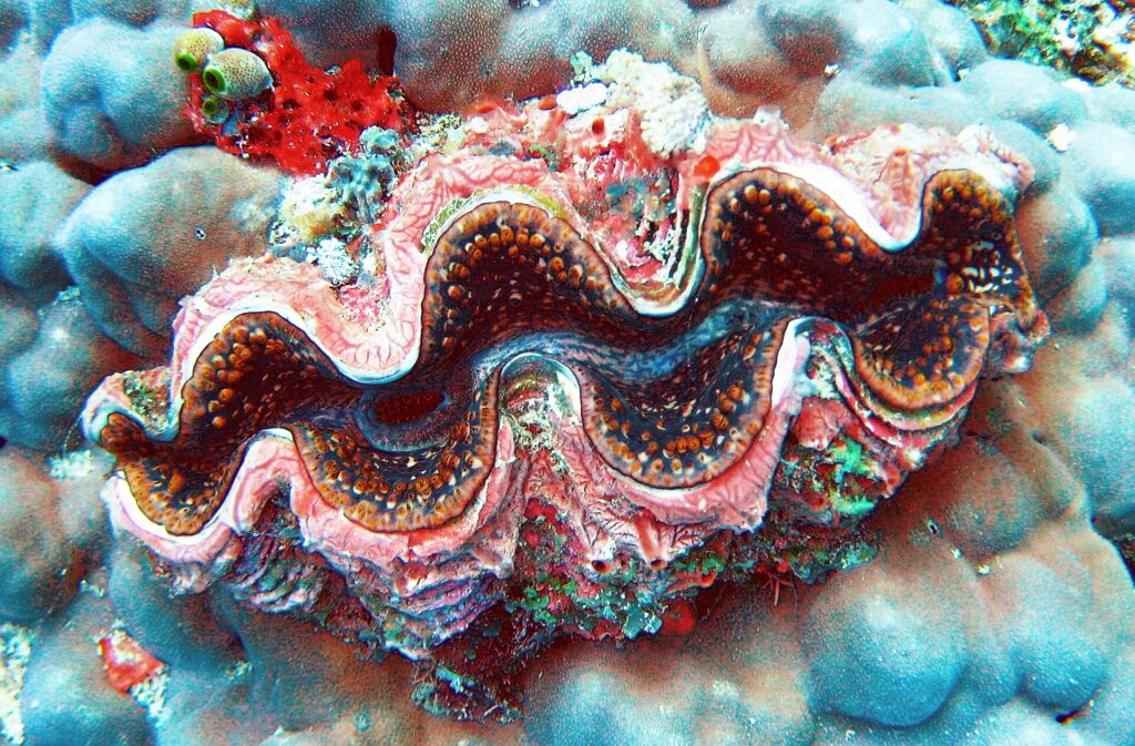 En kjempemusling med bølgete kappe i rosa, brunt og blått, kantet med oransje prikker, innfelt i en gråblå massiv korall, med en rød svamp og grønne sekkdyr