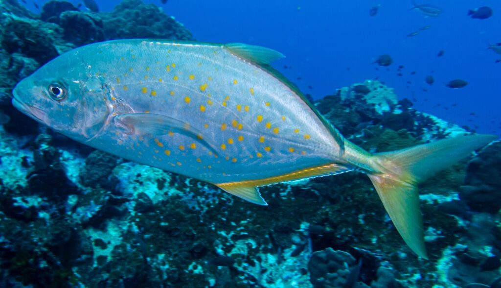 En sølvfarget trevally med oransje prikker og gulaktige finner og hale passerer i profil mot venstre over et mørkt rev, med noen småfisk i det dypblå