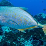 En sølvfarget trevally med oransje prikker og gulaktige finner og hale passerer i profil mot venstre over et mørkt rev, med noen småfisk i det dypblå
