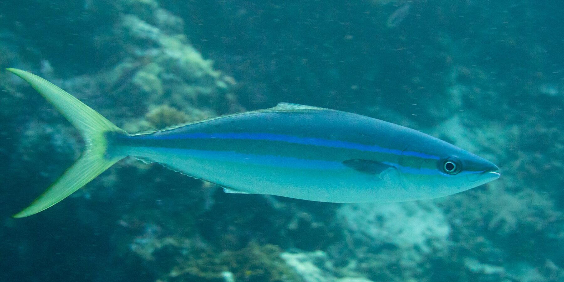 En regnbuemakrell svømmer i profil over et rev: lang og strømlinjeformet kropp, mørkeblå rygg, to klare blå linjer adskilt av et olivenfarget bånd på siden, hvit buk og en dypt kløftet gulgrønn hale