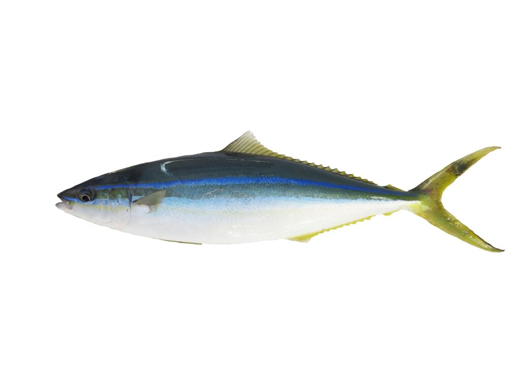 En hel regnbuemakrell lagt på hvit bakgrunn, sett i profil: mørk blågrønn rygg, klar blå linje på siden, hvit buk, lange og lave rygg- og gattfinner, kløftet gulgrønn hale