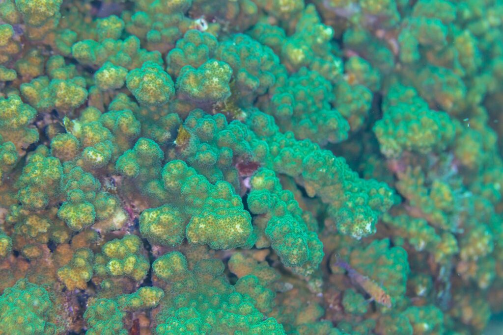 Nærbilde av grener av grønn og brun Pocillopora-korall med tette polypper, på revet ved Cabo Pulmo