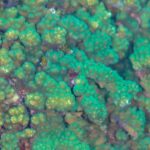 Nærbilde av grener av grønn og brun Pocillopora-korall med tette polypper, på revet ved Cabo Pulmo