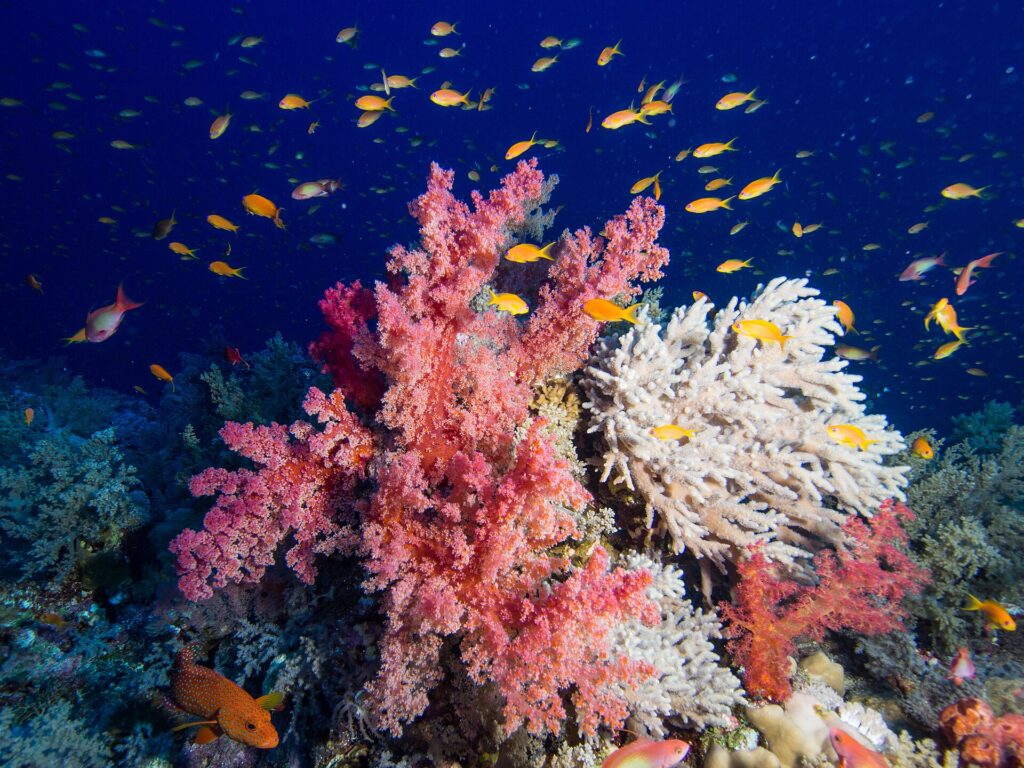 Rosa bløtkoraller og en hvit grenet korall dekket av oransje anthias, med en rød grouper med blå prikker nede til venstre