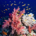 Rosa bløtkoraller og en hvit grenet korall dekket av oransje anthias, med en rød grouper med blå prikker nede til venstre