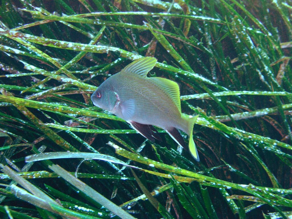 En ung brun ørnefisk svømmer mot venstre over en eng av posidonia: lysegrå, fint prikket kropp, klart gule ryggfinner og hale, svarte buk- og gattfinner med hvit kant.