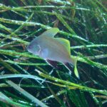 En ung brun ørnefisk svømmer mot venstre over en eng av posidonia: lysegrå, fint prikket kropp, klart gule ryggfinner og hale, svarte buk- og gattfinner med hvit kant.
