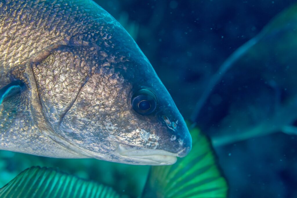 Nærbilde av hodet til en brun ørnefisk vendt mot høyre: gyllenbrune skjell med bronseskjær, stort mørkt øye, avrundet snute og liten, lavtsittende munn med bleke lepper, uten skjeggtråd, mot en uskarp blågrønn bakgrunn.