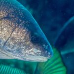 Nærbilde av hodet til en brun ørnefisk vendt mot høyre: gyllenbrune skjell med bronseskjær, stort mørkt øye, avrundet snute og liten, lavtsittende munn med bleke lepper, uten skjeggtråd, mot en uskarp blågrønn bakgrunn.