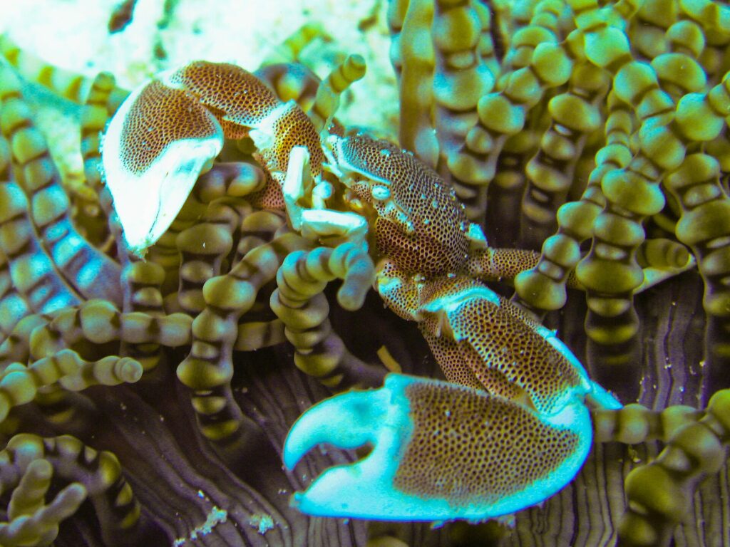 Nærbilde av en flekket porselenskrabbe med åpne klør, blant de rundtuppede tentaklene til en anemone