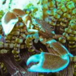 Nærbilde av en flekket porselenskrabbe med åpne klør, blant de rundtuppede tentaklene til en anemone