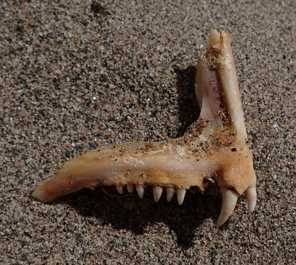 Et kjevebein fra en tannbrasme som ligger på sand: en rad små kjegleformede tenner og, foran, to store, hvite og buede hjørnetenner.