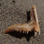 Et kjevebein fra en tannbrasme som ligger på sand: en rad små kjegleformede tenner og, foran, to store, hvite og buede hjørnetenner.