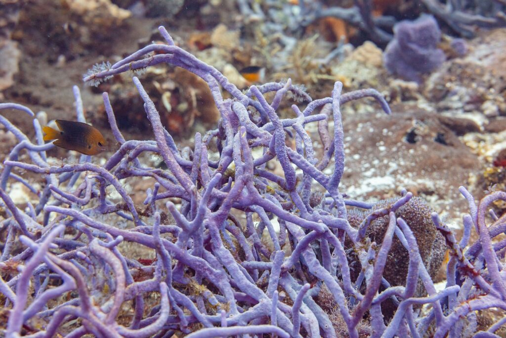 En busk av fiolette tausvamper på revet ved Cozumel, med en liten brun jomfrufisk med gul hale foran