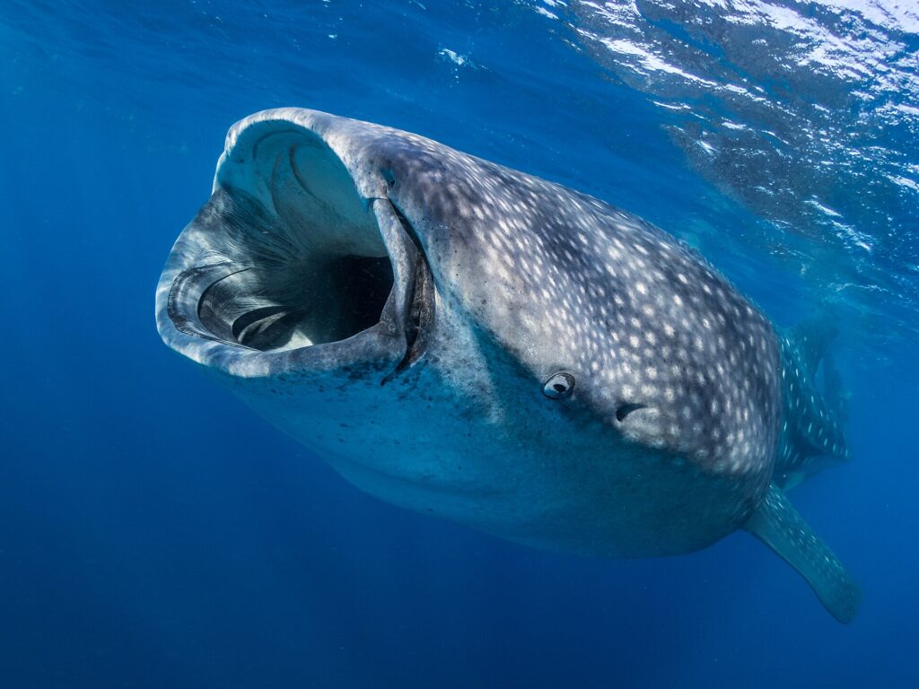 En hvalhai sett forfra like under overflaten, med vidåpen munn for å filtrere plankton og grå hud med hvite flekker, i dypblått vann