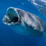 En hvalhai sett forfra like under overflaten, med vidåpen munn for å filtrere plankton og grå hud med hvite flekker, i dypblått vann
