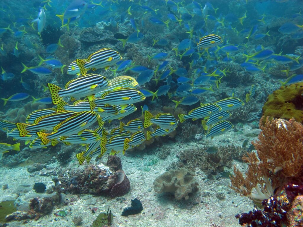 En stim av orientalske søtlepper med svarte og hvite striper og gule, svartflekkete finner, foran en sky av blå fusilierfisk med gul hale, over en bunn av sand og bløtkoraller.