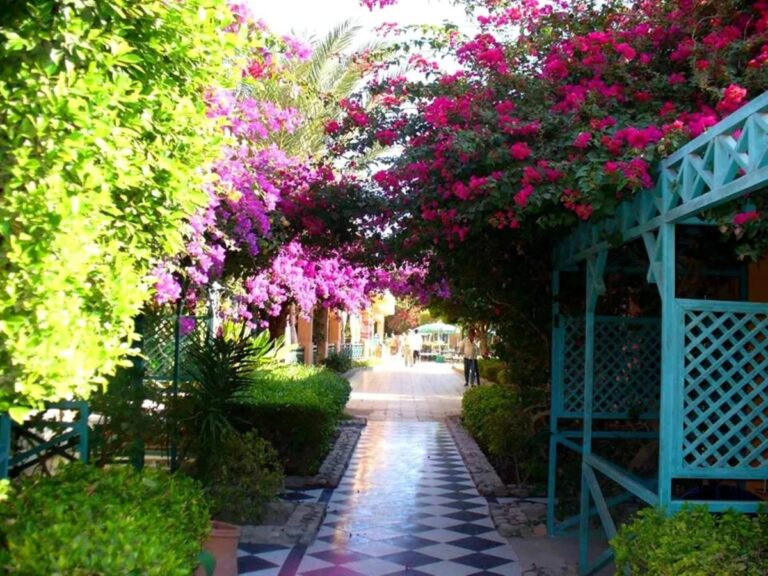 En gangvei med svart og hvitt rutemønster under blomstrende bougainvillea