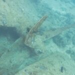 Et propellblad fra Thistlegorm, dekket av begroing, på sanden ved siden av skroget