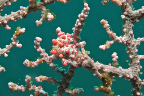 En pygmésjøhest kveilet rundt en grein på en rosa gorgonie, med hvit kropp dekket av knallrøde knøler som matcher polyppene, mot smaragdgrønt vann.