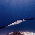 En manta med hodelappene utfoldet og munnen åpen svømmer mot kameraet over et rev, i grønt vann fullt av plankton, ved Manta Point