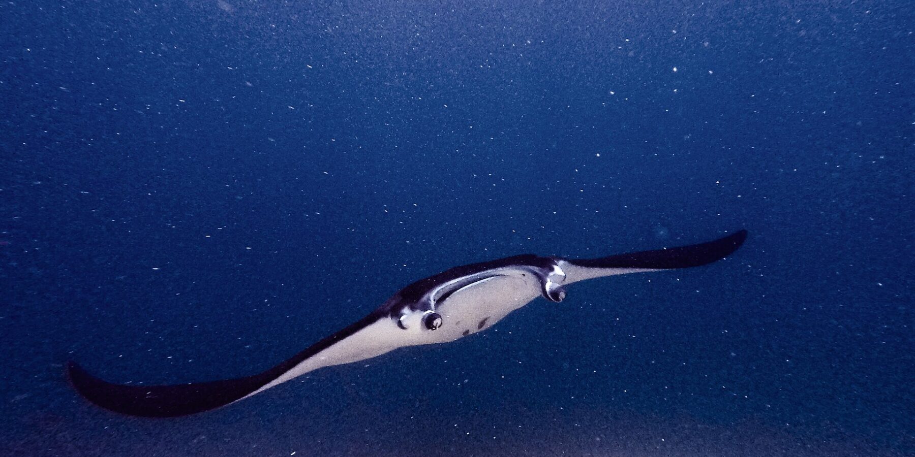 En manta med hodelappene utfoldet og munnen åpen svømmer mot kameraet over et rev, i grønt vann fullt av plankton, ved Manta Point