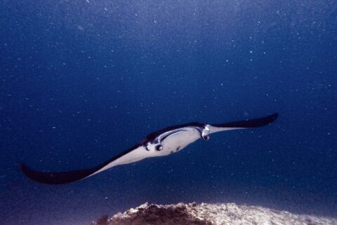 En manta med hodelappene utfoldet og munnen åpen svømmer mot kameraet over et rev, i grønt vann fullt av plankton, ved Manta Point
