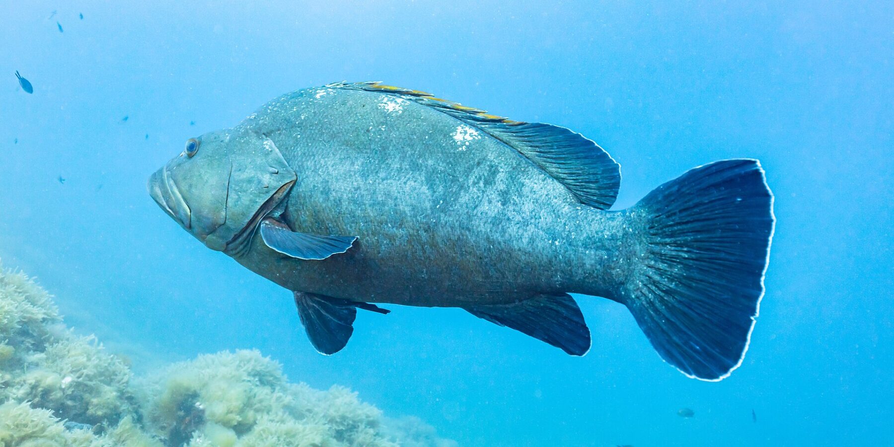 En stor brun grouper sett fra siden svømmer mot venstre i åpent blått vann, med massiv grågrønn kropp, tykke lepper og mørke finner med hvit kant, over en steinbunn dekket av alger.