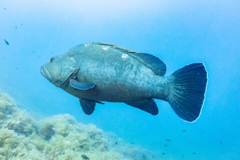 En stor brun grouper sett fra siden svømmer mot venstre i åpent blått vann, med massiv grågrønn kropp, tykke lepper og mørke finner med hvit kant, over en steinbunn dekket av alger.