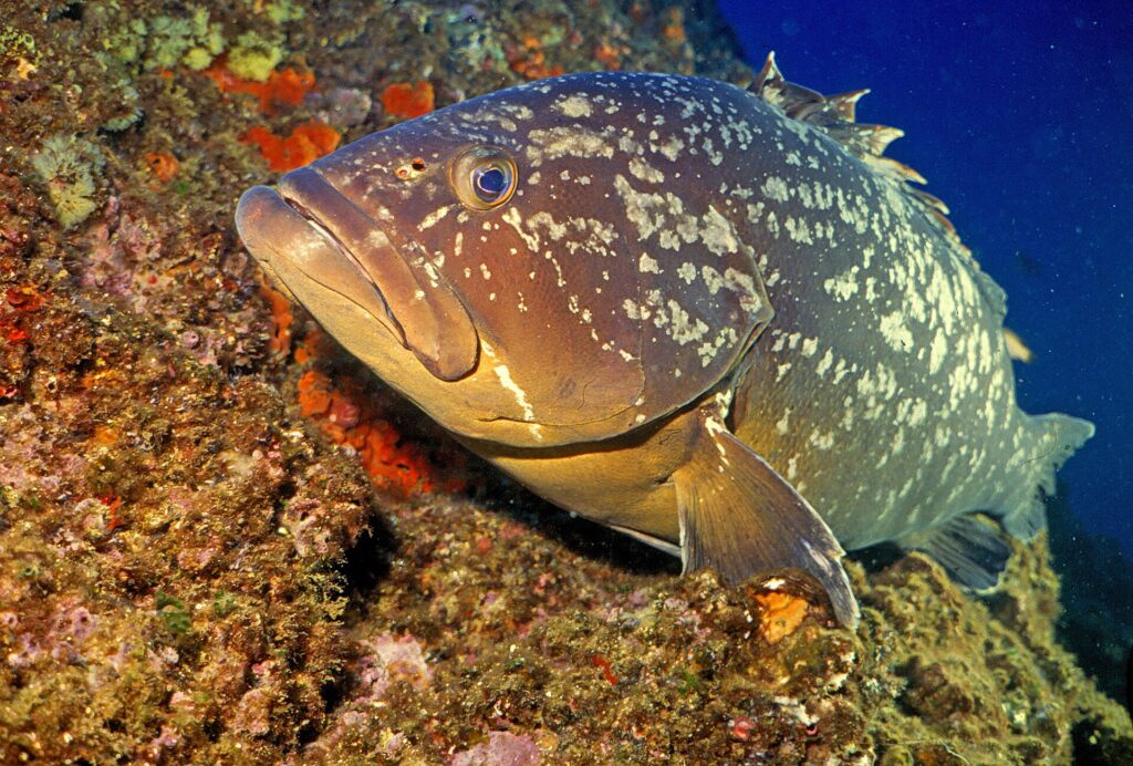 En stor brun grouper hviler mot en vegg dekket av oransje svamper, med hodet mot venstre: brun drakt marmorert med store, uregelmessige lyse flekker, massivt hode med tykke lepper, framstående underkjeve, stort øye og bred brystfinne.
