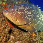 En stor brun grouper hviler mot en vegg dekket av oransje svamper, med hodet mot venstre: brun drakt marmorert med store, uregelmessige lyse flekker, massivt hode med tykke lepper, framstående underkjeve, stort øye og bred brystfinne.