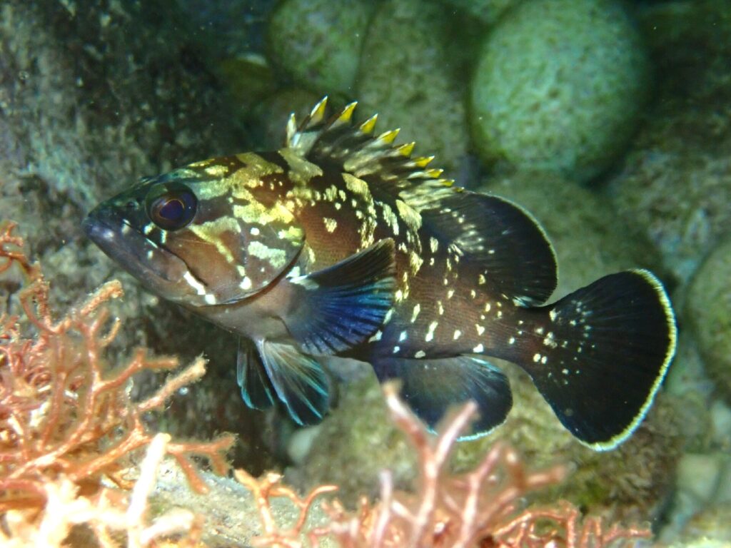 En ung brun grouper fra siden, med hodet til venstre, mellom steiner og røde alger: mørkebrun kropp strødd med blekgule flekker og marmorering, ryggfinnepigger med gul spiss, stort øye og avrundet hale med lys kant.