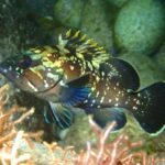 En ung brun grouper fra siden, med hodet til venstre, mellom steiner og røde alger: mørkebrun kropp strødd med blekgule flekker og marmorering, ryggfinnepigger med gul spiss, stort øye og avrundet hale med lys kant.