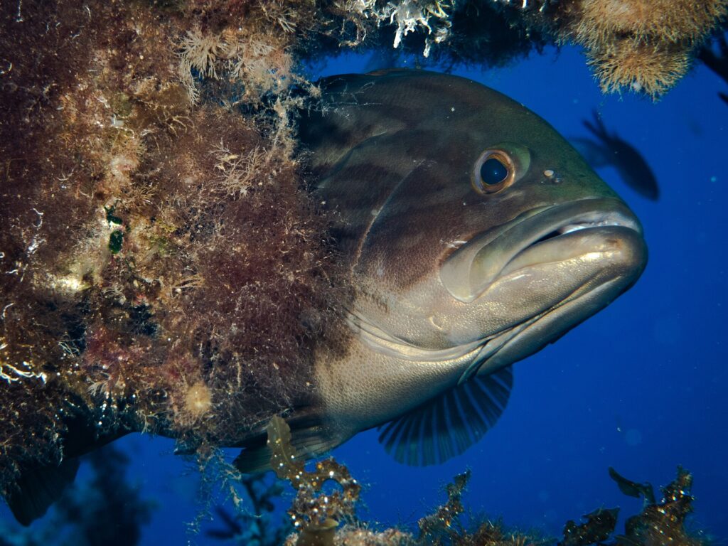 Nærbilde av en brun grouper som stikker hodet fram under et overheng dekket av alger, i blått vann: massivt mørkebrunt hode med mørkere marmorering, stort utstående øye, tykke lepper og stor halvåpen munn med framstående underkjeve, lysere strupe.