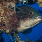 Nærbilde av en brun grouper som stikker hodet fram under et overheng dekket av alger, i blått vann: massivt mørkebrunt hode med mørkere marmorering, stort utstående øye, tykke lepper og stor halvåpen munn med framstående underkjeve, lysere strupe.