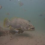 En grå kjempegrouper med tykke lepper svømmer over sanden i grumsete vann, med lyse prikker på hodet, gule finner med svarte flekker og en rensefisk klistret til siden