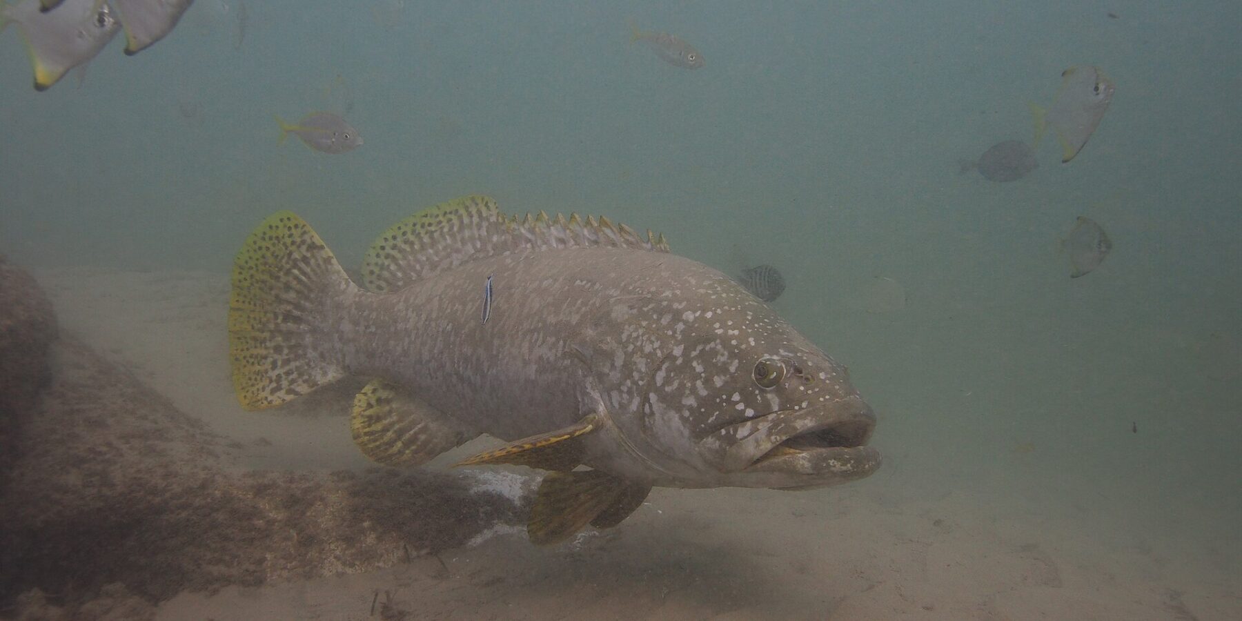 En grå kjempegrouper med tykke lepper svømmer over sanden i grumsete vann, med lyse prikker på hodet, gule finner med svarte flekker og en rensefisk klistret til siden
