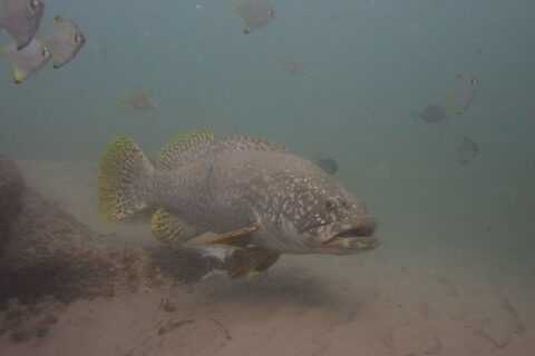 En grå kjempegrouper med tykke lepper svømmer over sanden i grumsete vann, med lyse prikker på hodet, gule finner med svarte flekker og en rensefisk klistret til siden