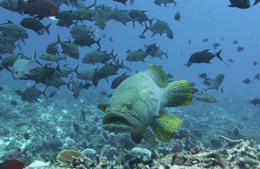En kjempegrouper forfra over et rev, med knallgule finner prikket med svart, under en stim av svarte trevally