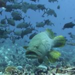 En kjempegrouper forfra over et rev, med knallgule finner prikket med svart, under en stim av svarte trevally