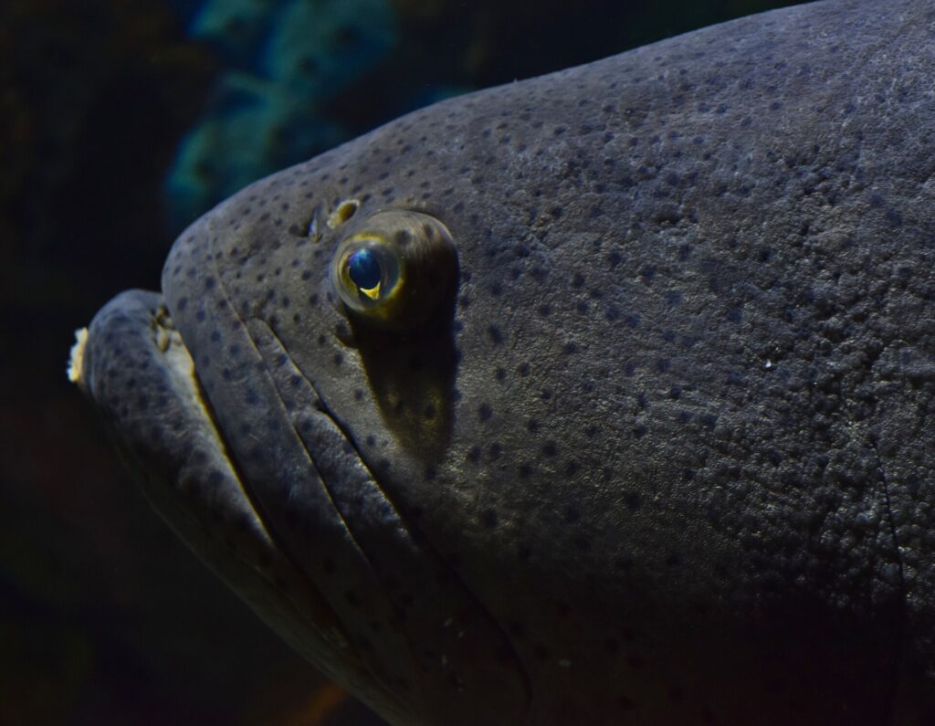 Nærbilde av det mørkegrå hodet til en kjempegrouper, oversådd med små svarte prikker, med et lite øye med gul ring og tykke lepper