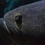 Nærbilde av det mørkegrå hodet til en kjempegrouper, oversådd med små svarte prikker, med et lite øye med gul ring og tykke lepper