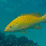 En knalloransje leopardgrouper sett fra siden, med utspilte finner, over en bunn av brune koraller i blågrønt vann