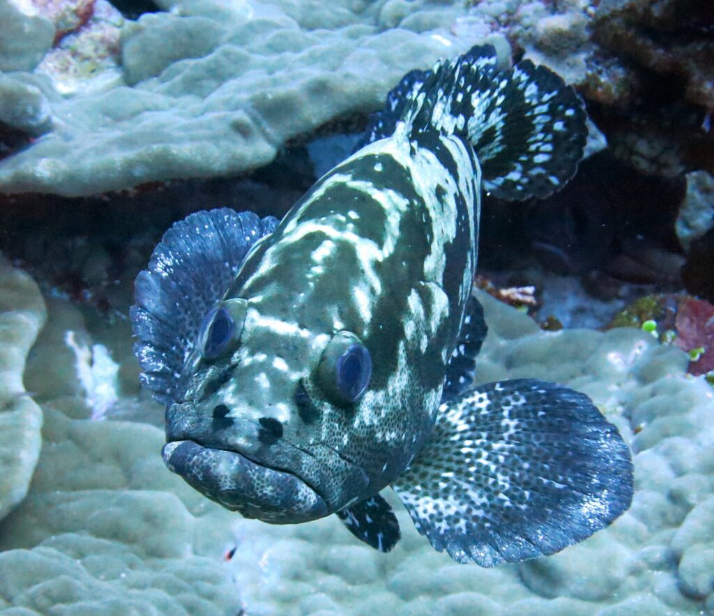 En marmorgrouper sett forfra, med drakt flekket i mørkebrunt og hvitt og finnene utbredt over platekoraller